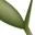 Eastern Leaf